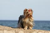 YORKSHIRE TERRIER 277